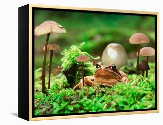 Small Toad Surrounded by Mushrooms, Jasmund National Park, Island of Ruegen, Germany-Christian Ziegler-Framed Premier Image Canvas