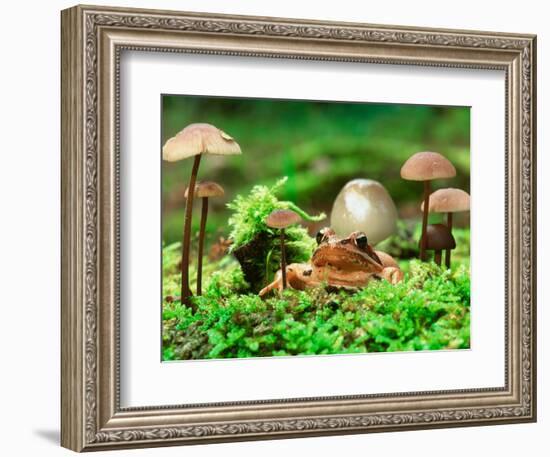 Small Toad Surrounded by Mushrooms, Jasmund National Park, Island of Ruegen, Germany-Christian Ziegler-Framed Photographic Print