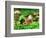 Small Toad Surrounded by Mushrooms, Jasmund National Park, Island of Ruegen, Germany-Christian Ziegler-Framed Photographic Print