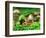 Small Toad Surrounded by Mushrooms, Jasmund National Park, Island of Ruegen, Germany-Christian Ziegler-Framed Photographic Print