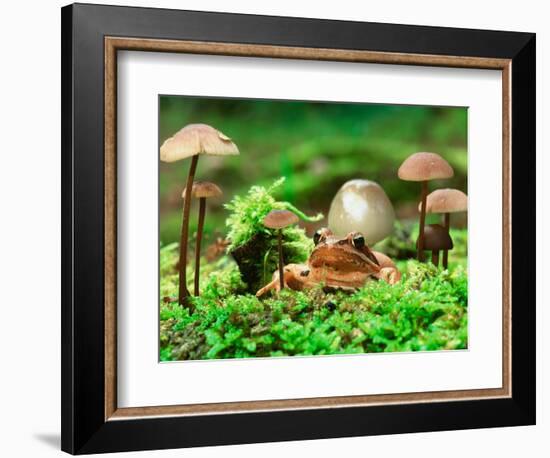 Small Toad Surrounded by Mushrooms, Jasmund National Park, Island of Ruegen, Germany-Christian Ziegler-Framed Photographic Print