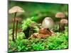 Small Toad Surrounded by Mushrooms, Jasmund National Park, Island of Ruegen, Germany-Christian Ziegler-Mounted Photographic Print
