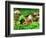 Small Toad Surrounded by Mushrooms, Jasmund National Park, Island of Ruegen, Germany-Christian Ziegler-Framed Photographic Print