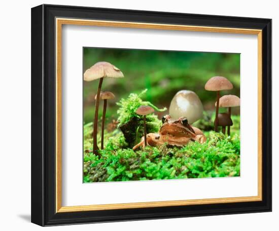 Small Toad Surrounded by Mushrooms, Jasmund National Park, Island of Ruegen, Germany-Christian Ziegler-Framed Photographic Print