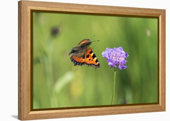 Small tortoiseshell butterfly in flight, Bavaria, Germany-Konrad Wothe-Framed Premier Image Canvas