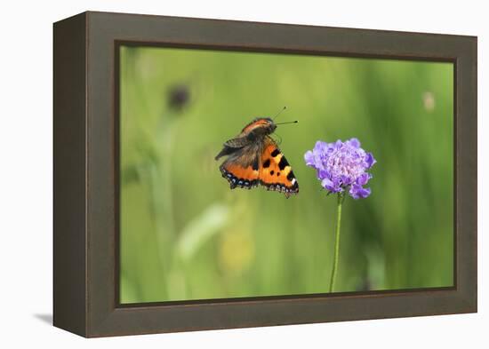 Small tortoiseshell butterfly in flight, Bavaria, Germany-Konrad Wothe-Framed Premier Image Canvas