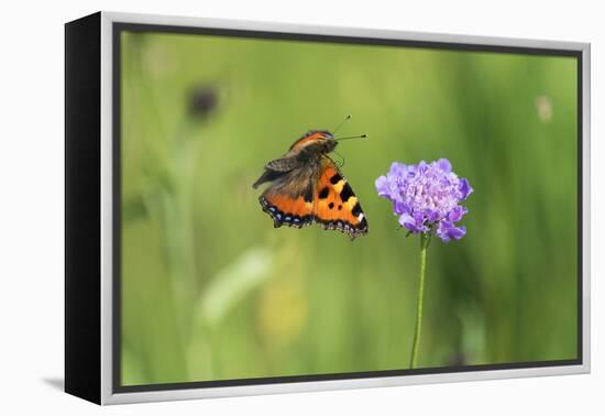 Small tortoiseshell butterfly in flight, Bavaria, Germany-Konrad Wothe-Framed Premier Image Canvas