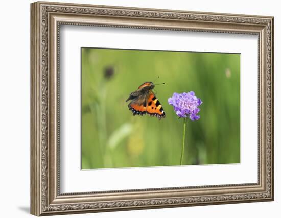 Small tortoiseshell butterfly in flight, Bavaria, Germany-Konrad Wothe-Framed Photographic Print