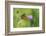 Small tortoiseshell butterfly in flight, Bavaria, Germany-Konrad Wothe-Framed Photographic Print