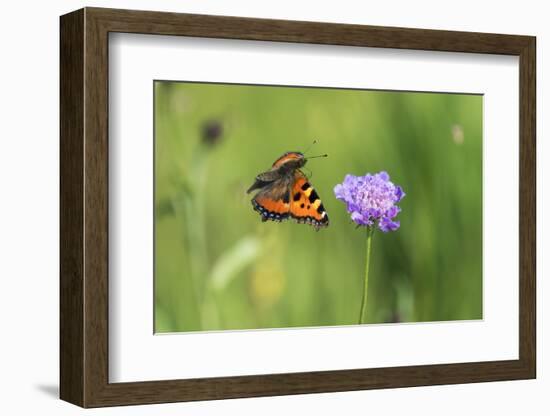 Small tortoiseshell butterfly in flight, Bavaria, Germany-Konrad Wothe-Framed Photographic Print