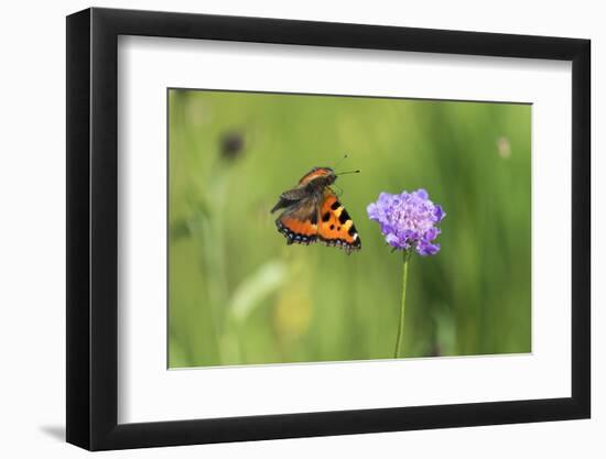 Small tortoiseshell butterfly in flight, Bavaria, Germany-Konrad Wothe-Framed Photographic Print