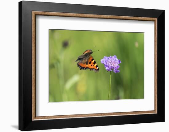 Small tortoiseshell butterfly in flight, Bavaria, Germany-Konrad Wothe-Framed Photographic Print