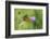 Small tortoiseshell butterfly in flight, Bavaria, Germany-Konrad Wothe-Framed Photographic Print