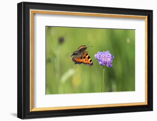 Small tortoiseshell butterfly in flight, Bavaria, Germany-Konrad Wothe-Framed Photographic Print