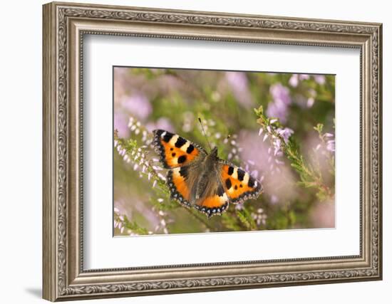 Small tortoiseshell butterfly, Westhay, Somerset Levels, UK-Ross Hoddinott-Framed Photographic Print