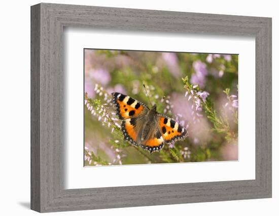 Small tortoiseshell butterfly, Westhay, Somerset Levels, UK-Ross Hoddinott-Framed Photographic Print