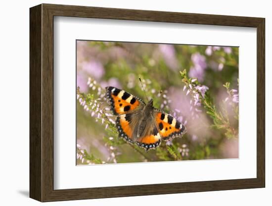 Small tortoiseshell butterfly, Westhay, Somerset Levels, UK-Ross Hoddinott-Framed Photographic Print