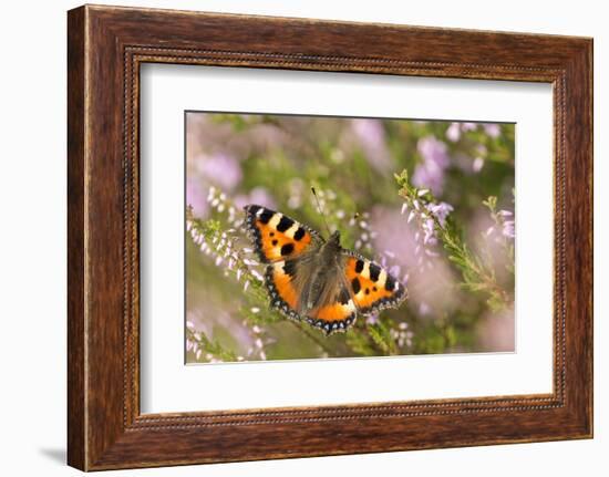 Small tortoiseshell butterfly, Westhay, Somerset Levels, UK-Ross Hoddinott-Framed Photographic Print