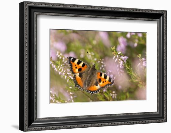 Small tortoiseshell butterfly, Westhay, Somerset Levels, UK-Ross Hoddinott-Framed Photographic Print