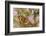 Small tortoiseshell butterfly, Westhay, Somerset Levels, UK-Ross Hoddinott-Framed Photographic Print