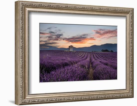 Small tower in a lavender field at sunrise with pink colored clouds in the sky, Provence, France-Francesco Fanti-Framed Photographic Print