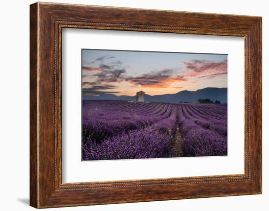 Small tower in a lavender field at sunrise with pink colored clouds in the sky, Provence, France-Francesco Fanti-Framed Photographic Print