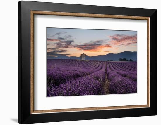 Small tower in a lavender field at sunrise with pink colored clouds in the sky, Provence, France-Francesco Fanti-Framed Photographic Print