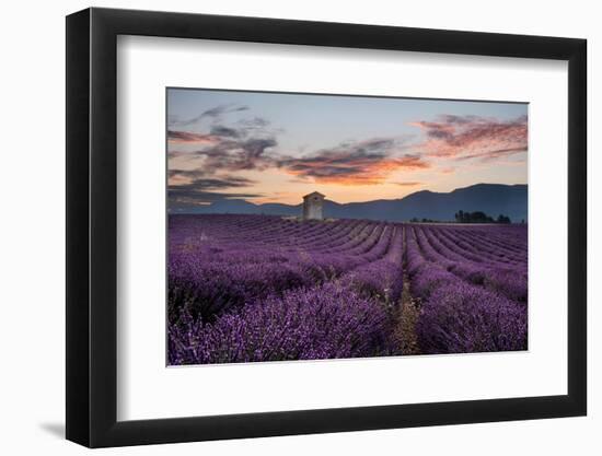 Small tower in a lavender field at sunrise with pink colored clouds in the sky, Provence, France-Francesco Fanti-Framed Photographic Print