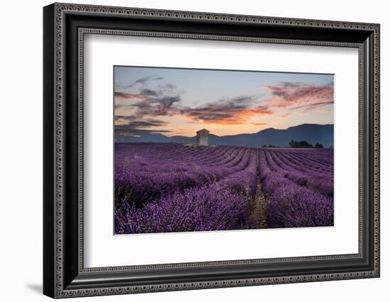 Small tower in a lavender field at sunrise with pink colored clouds in the sky, Provence, France-Francesco Fanti-Framed Photographic Print