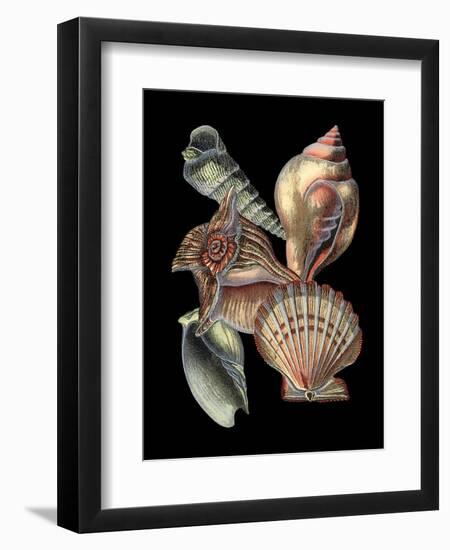 Small Treasures of the Sea I-Vision Studio-Framed Art Print