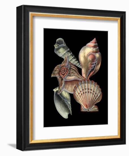 Small Treasures of the Sea I-Vision Studio-Framed Art Print