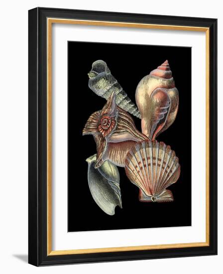 Small Treasures of the Sea I-Vision Studio-Framed Art Print