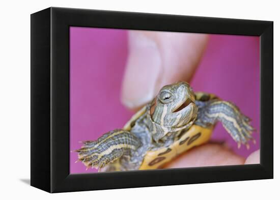 Small Turtle-William P. Gottlieb-Framed Premier Image Canvas