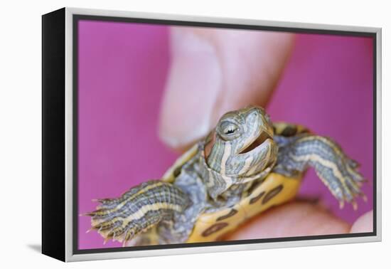 Small Turtle-William P. Gottlieb-Framed Premier Image Canvas