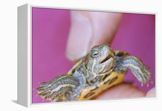 Small Turtle-William P. Gottlieb-Framed Premier Image Canvas