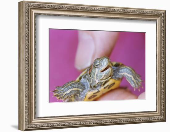 Small Turtle-William P. Gottlieb-Framed Photographic Print