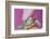 Small Turtle-William P. Gottlieb-Framed Photographic Print