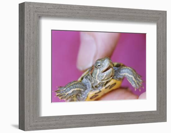 Small Turtle-William P. Gottlieb-Framed Photographic Print