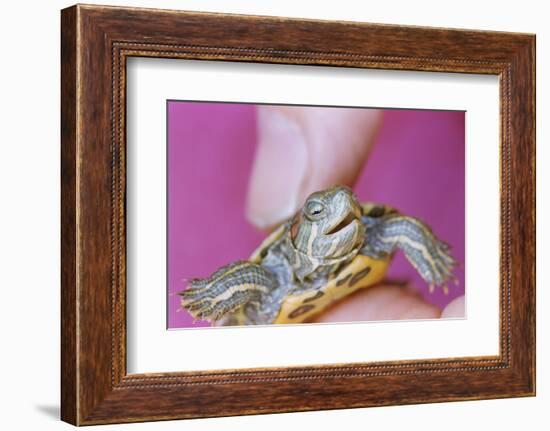 Small Turtle-William P. Gottlieb-Framed Photographic Print