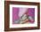 Small Turtle-William P. Gottlieb-Framed Photographic Print