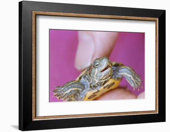 Small Turtle-William P. Gottlieb-Framed Photographic Print