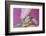 Small Turtle-William P. Gottlieb-Framed Photographic Print