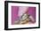 Small Turtle-William P. Gottlieb-Framed Photographic Print