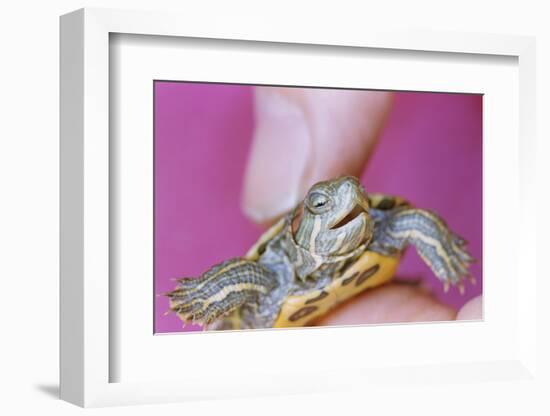 Small Turtle-William P. Gottlieb-Framed Photographic Print