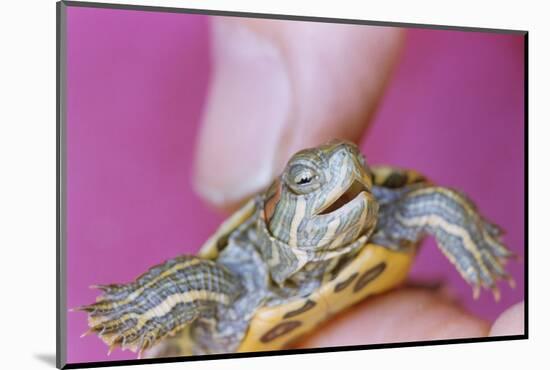 Small Turtle-William P. Gottlieb-Mounted Photographic Print