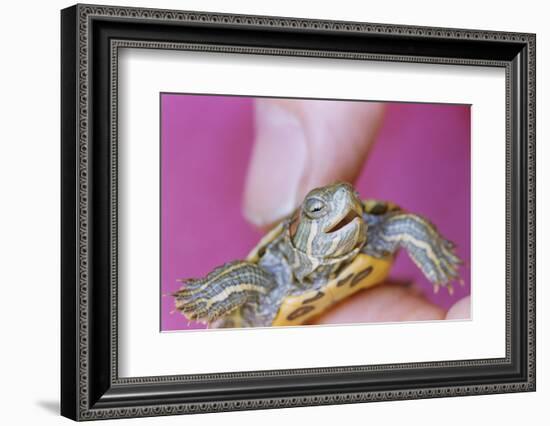 Small Turtle-William P. Gottlieb-Framed Photographic Print