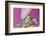 Small Turtle-William P. Gottlieb-Framed Photographic Print