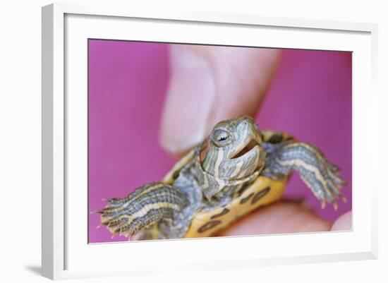 Small Turtle-William P. Gottlieb-Framed Photographic Print