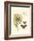 Small Vintage Floral II-null-Framed Art Print