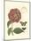 Small Vintage Floral III-null-Mounted Art Print